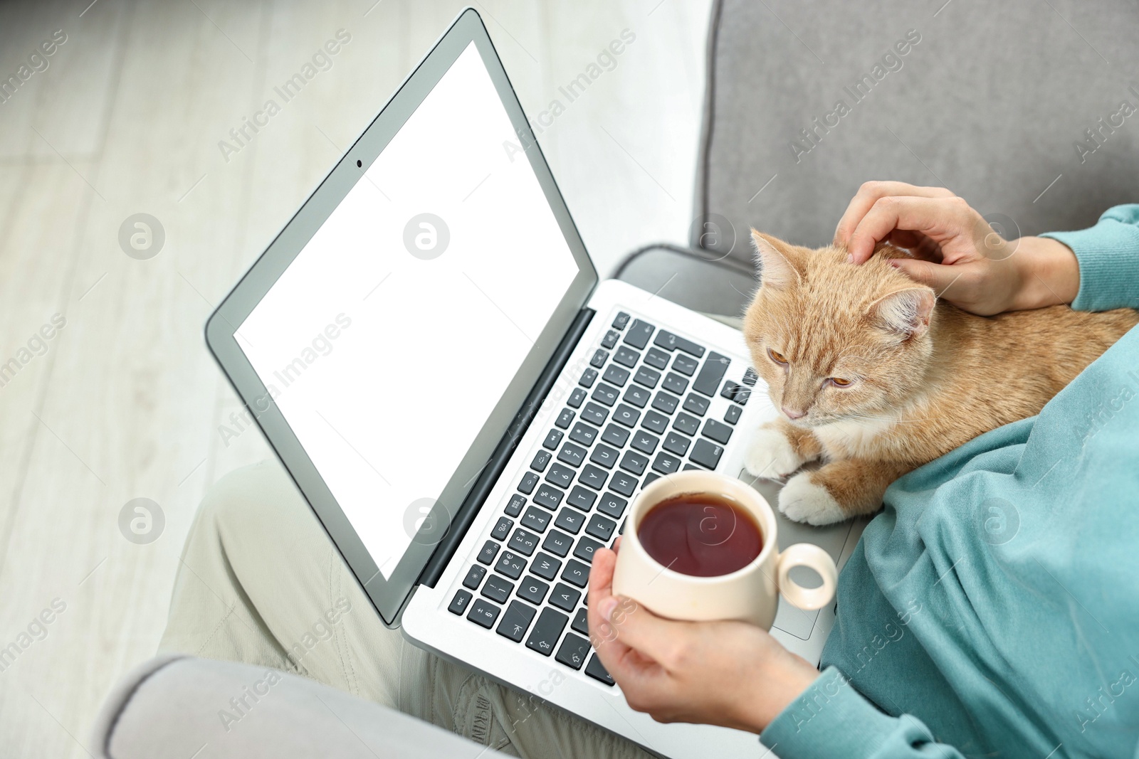 Photo of Online pet shop. Woman with laptop, cute cat and cup of tea making order on sofa at home, closeup