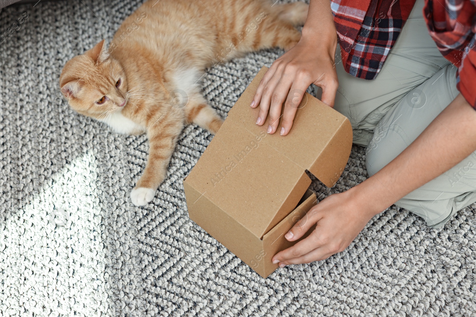 Photo of Online pet shop. Woman with cardboard box and cute cat on rug at home, closeup