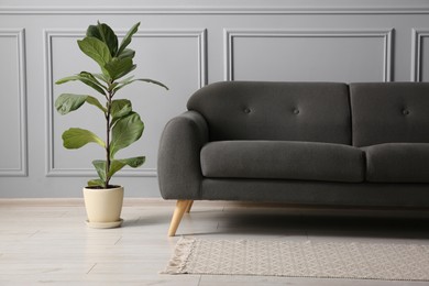 Photo of Stylish sofa and green plant near grey wall