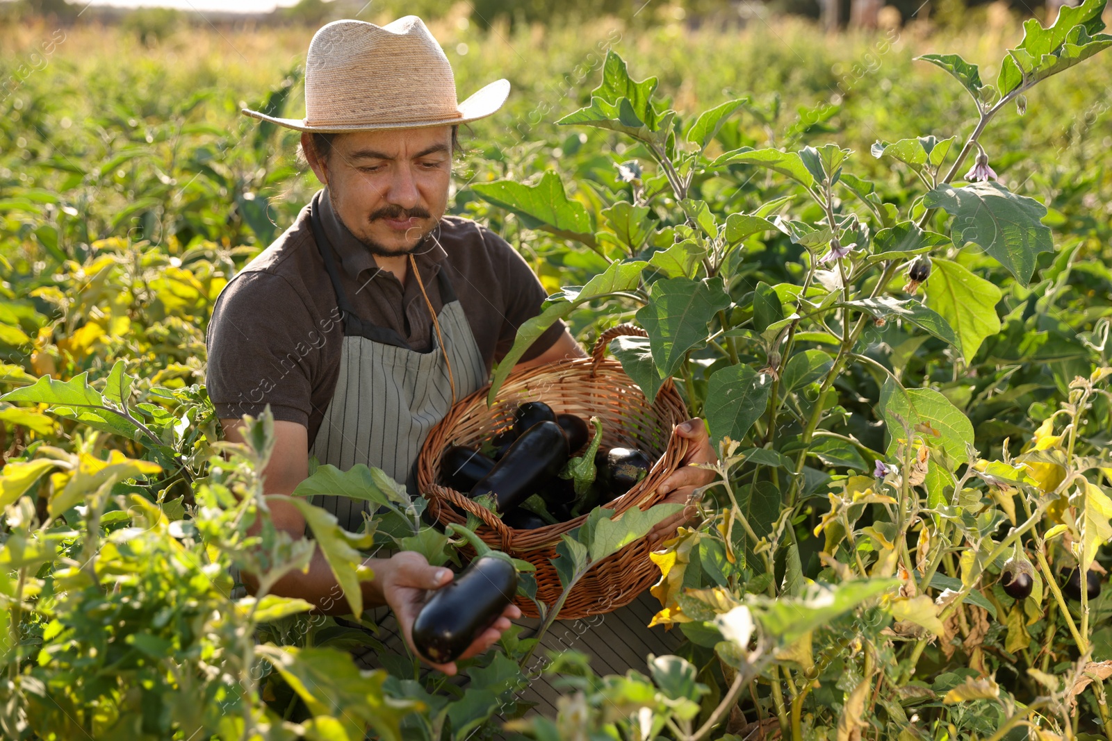 Photo of Farmer harvesting ripe eggplants in field on sunny day