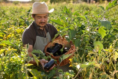 Farmer harvesting ripe eggplants in field on sunny day