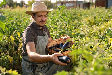 Photo of Farmer harvesting ripe eggplants in field on sunny day