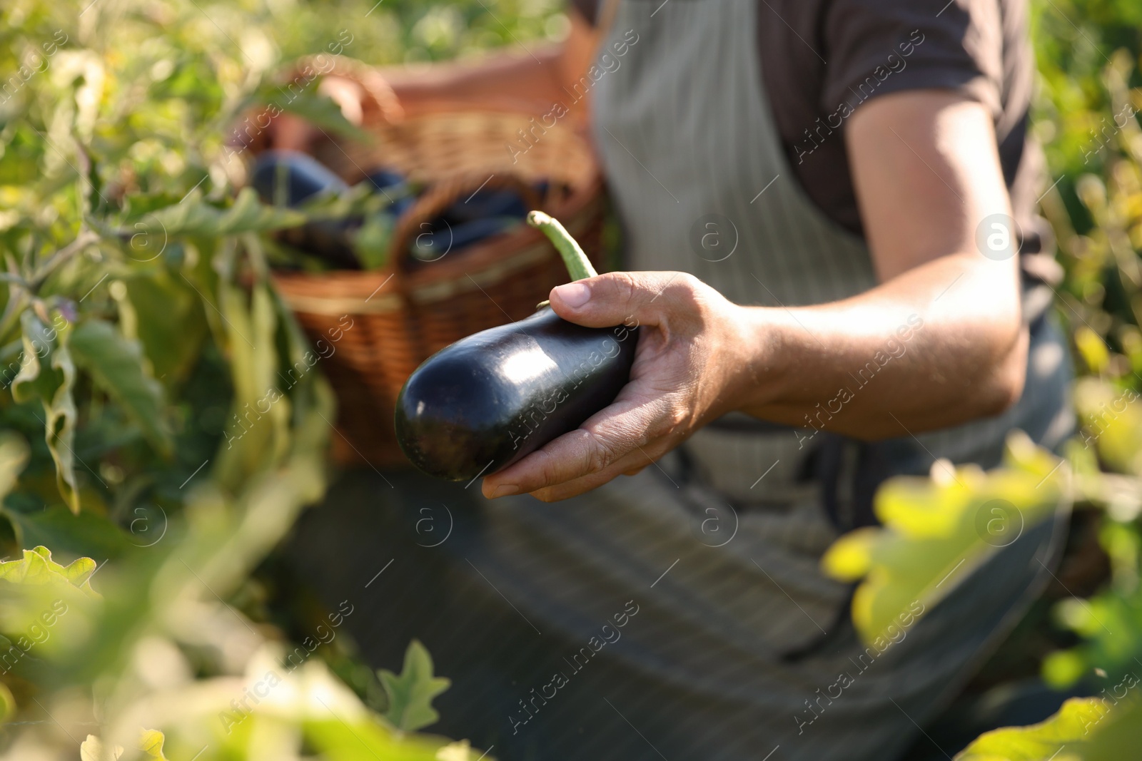 Photo of Farmer harvesting ripe eggplants in field on sunny day, closeup