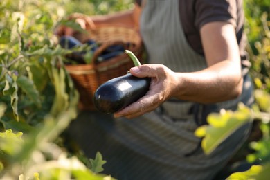 Farmer harvesting ripe eggplants in field on sunny day, closeup