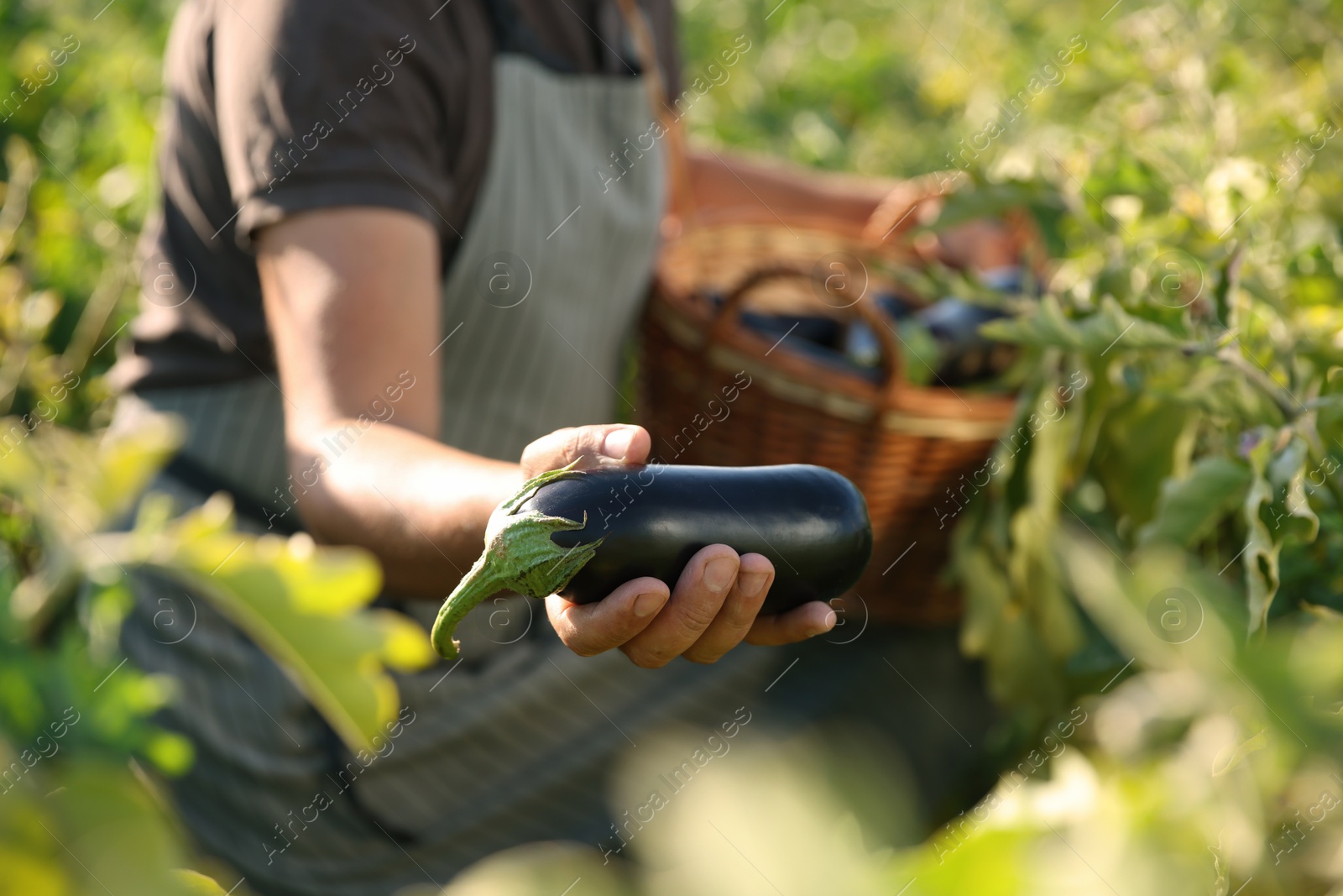 Photo of Farmer harvesting ripe eggplants in field on sunny day, closeup