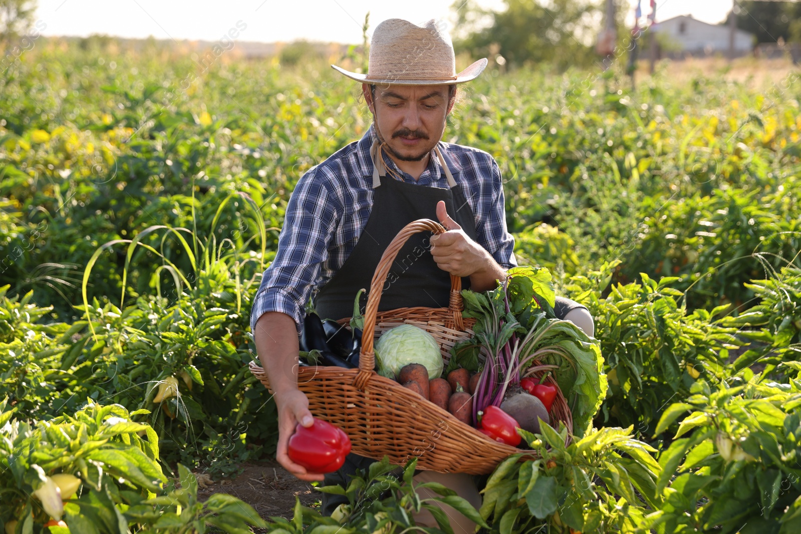 Photo of Harvesting season. Farmer holding wicker basket with fresh vegetables in field on sunny day