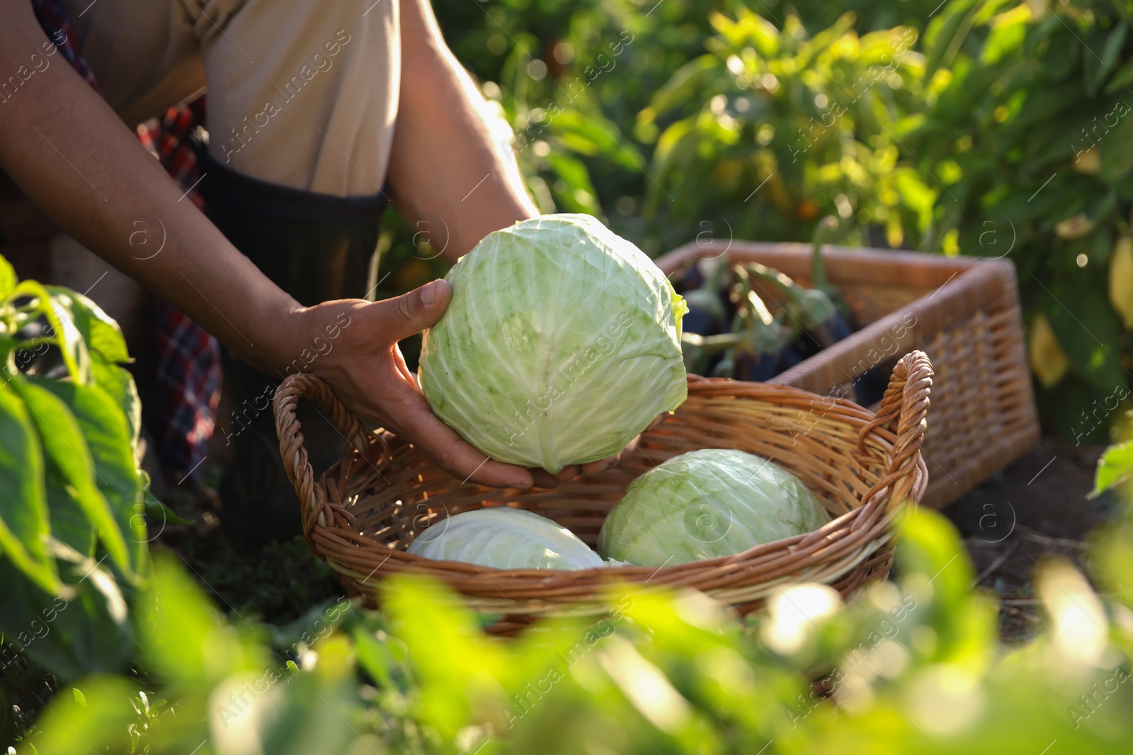 Photo of Farmer harvesting ripe cabbages in field on sunny day, closeup