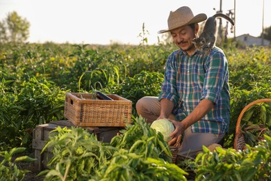 Farmer with kitten harvesting different ripe vegetables in field on sunny day