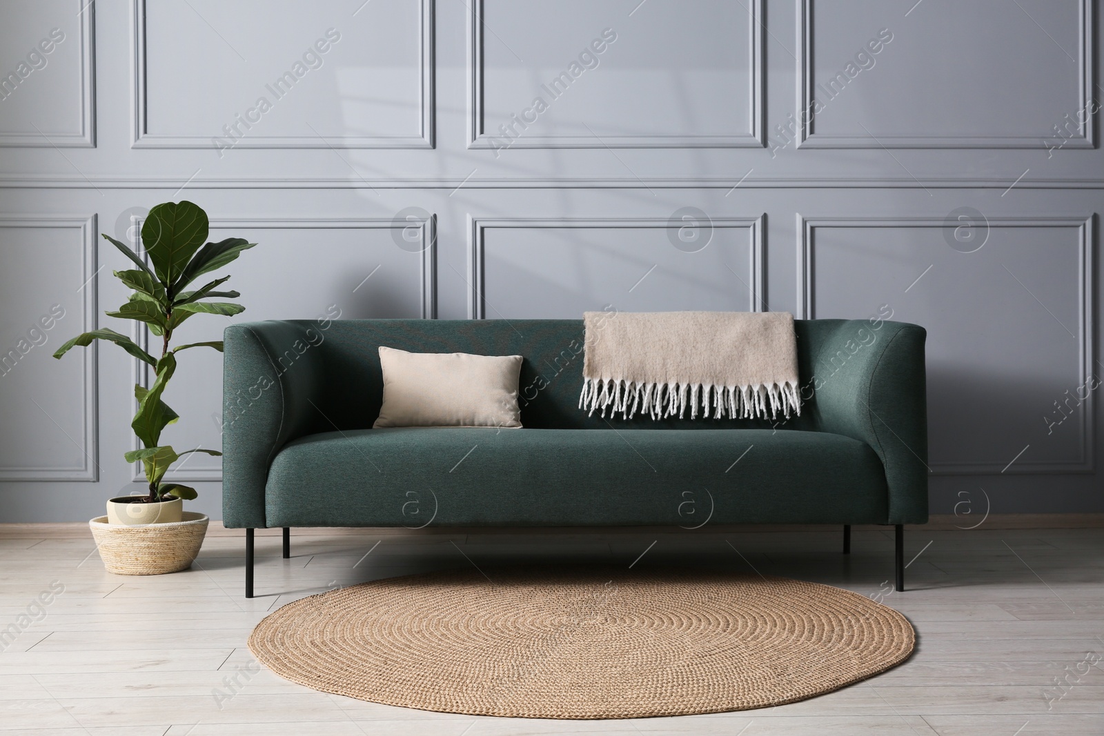 Photo of Comfortable sofa and houseplant near grey wall in room