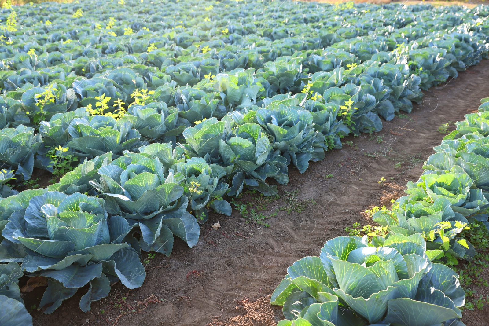 Photo of Green cabbages growing in field on sunny day