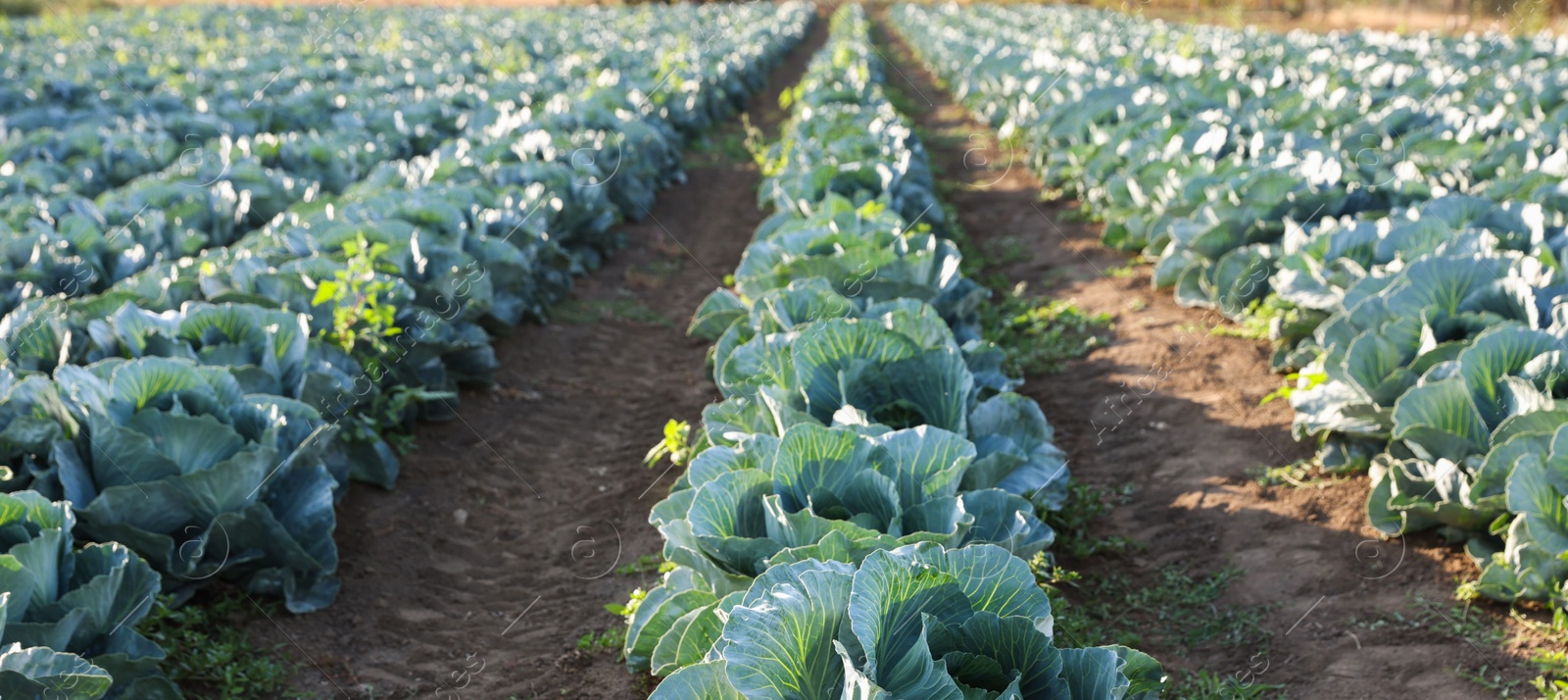 Photo of Green cabbages growing in field on sunny day