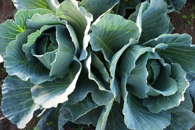 Photo of Green cabbages growing in field on sunny day, top view