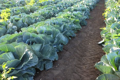 Photo of Green cabbages growing in field on sunny day