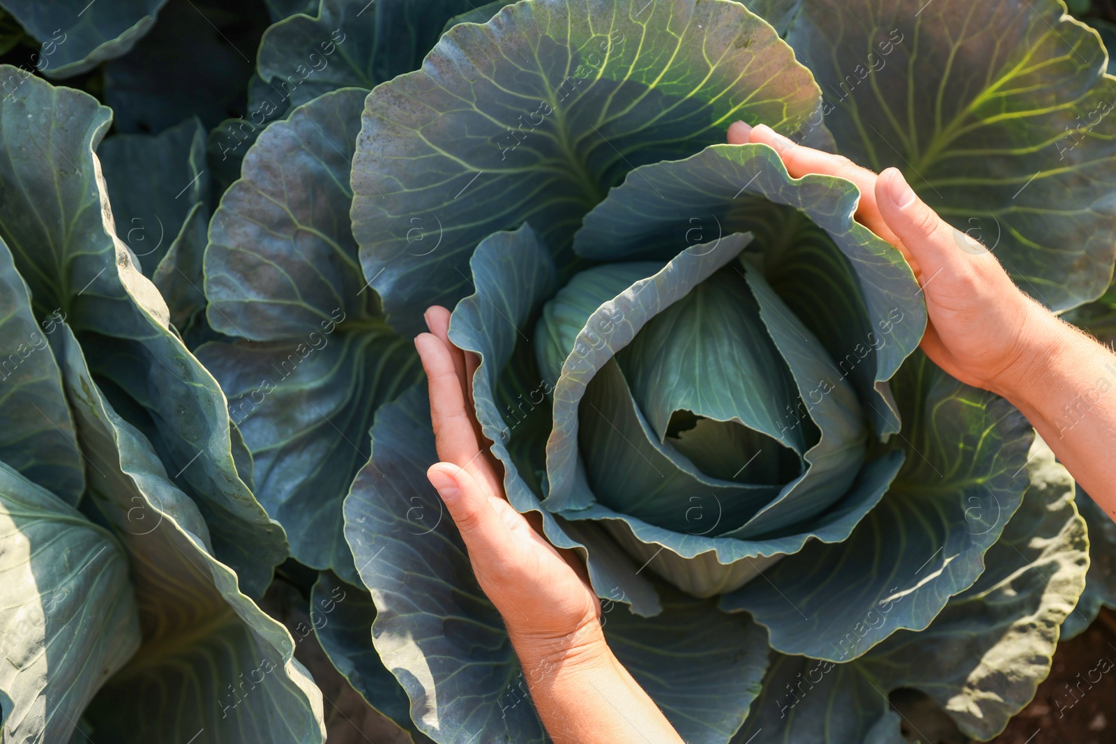 Photo of Woman harvesting fresh ripe cabbages in field, top view