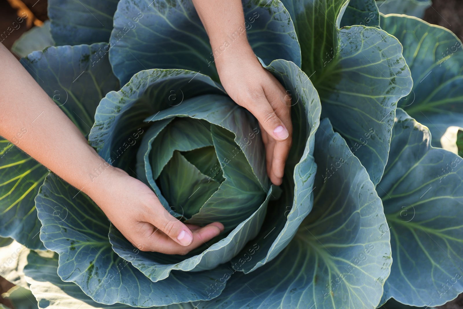 Photo of Woman harvesting fresh ripe cabbages in field, top view