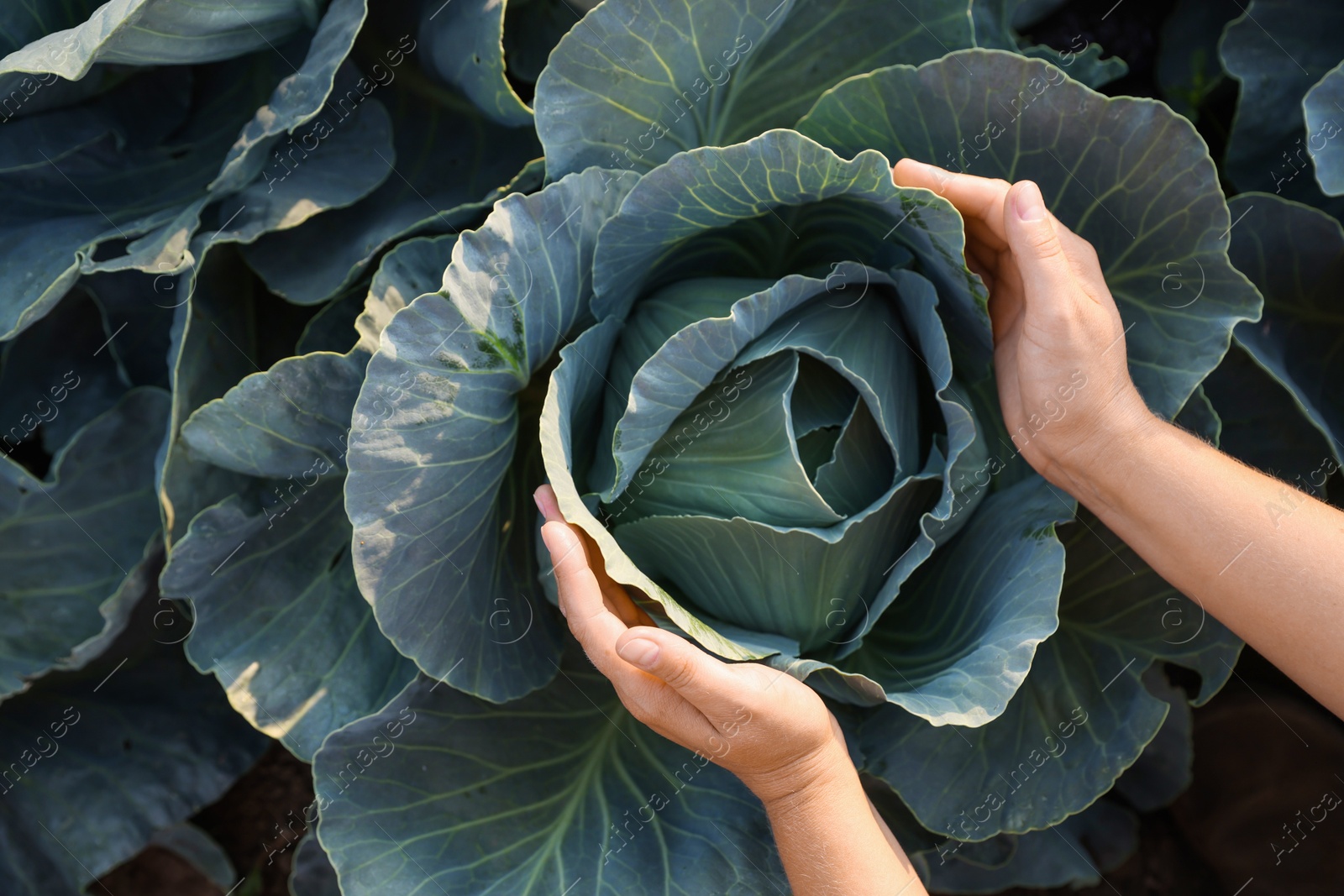 Photo of Woman harvesting fresh ripe cabbages in field on sunny day, top view