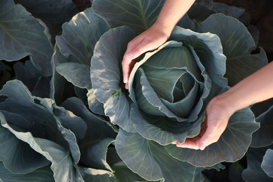 Photo of Woman harvesting fresh ripe cabbages in field on sunny day, top view