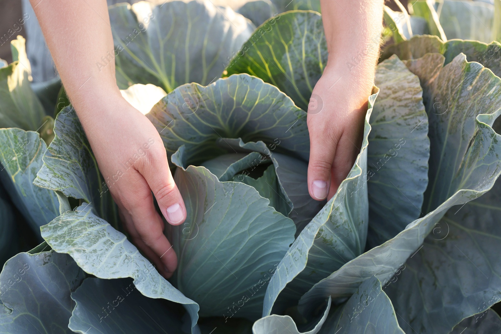 Photo of Woman harvesting fresh ripe cabbages in field on sunny day, closeup