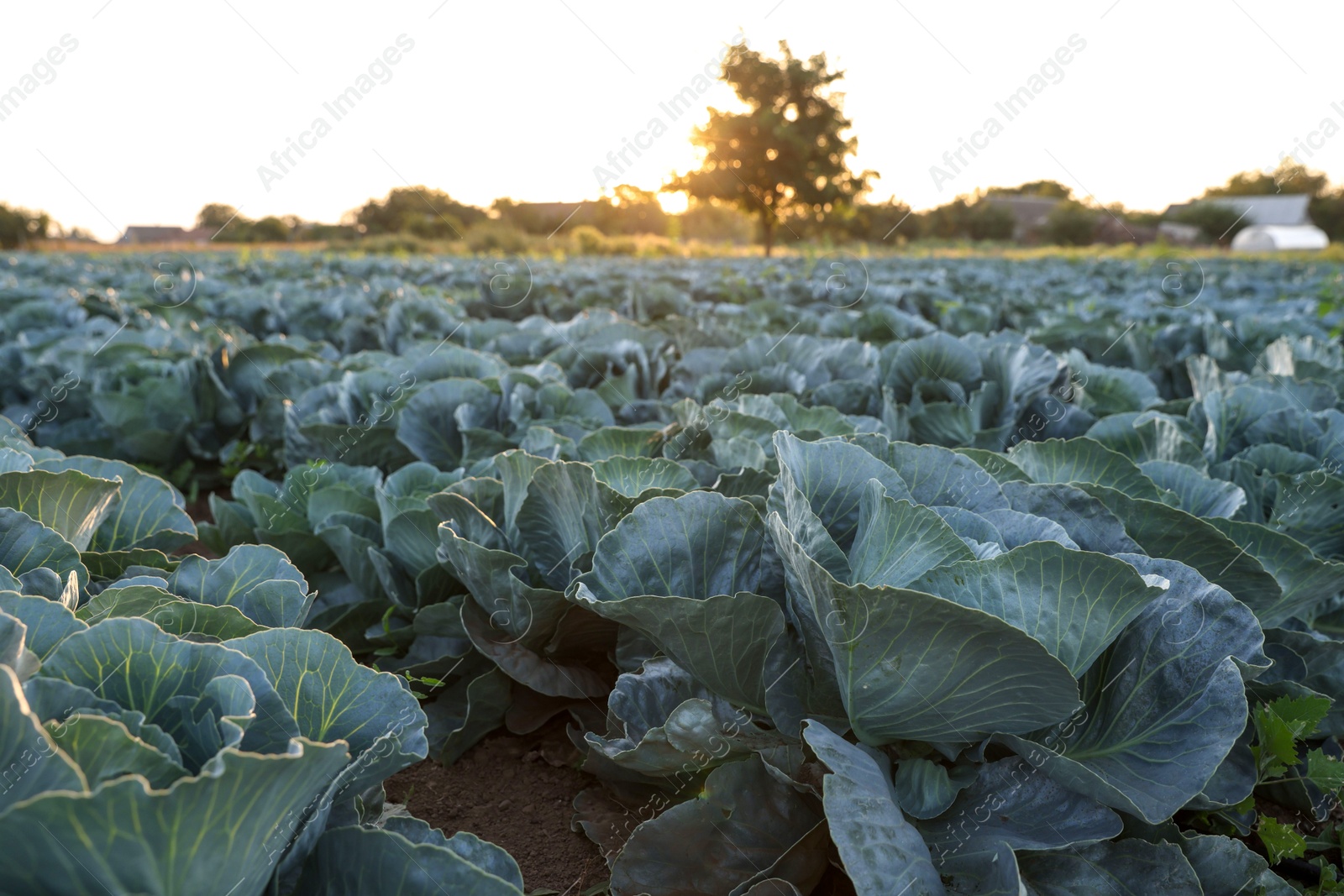 Photo of Green cabbages growing in field on sunny day, closeup