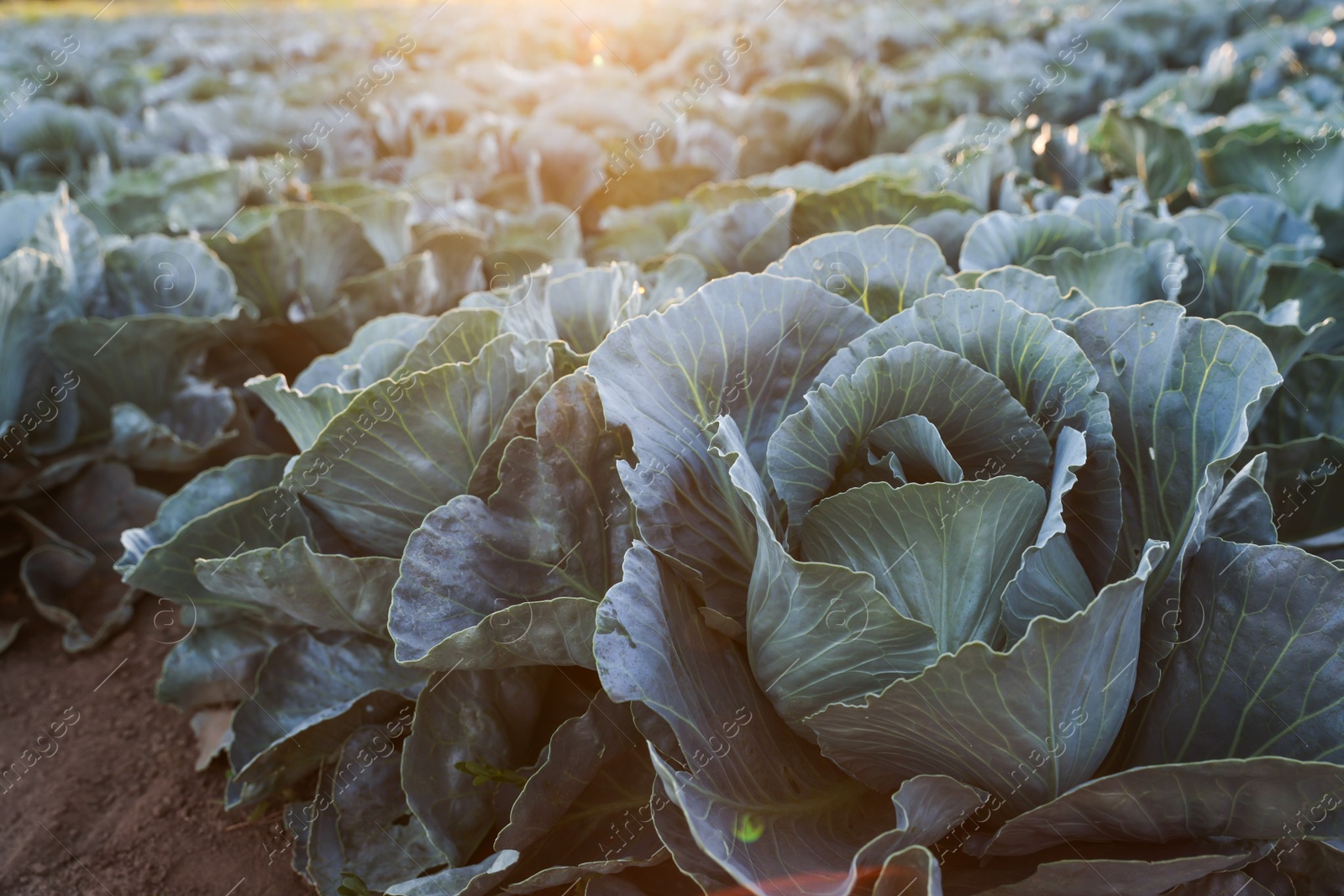 Photo of Green cabbages growing in field on sunny day, closeup