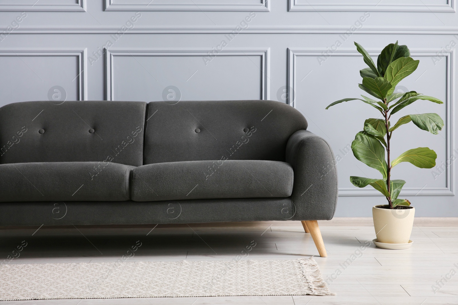 Photo of Stylish sofa and green plant near grey wall