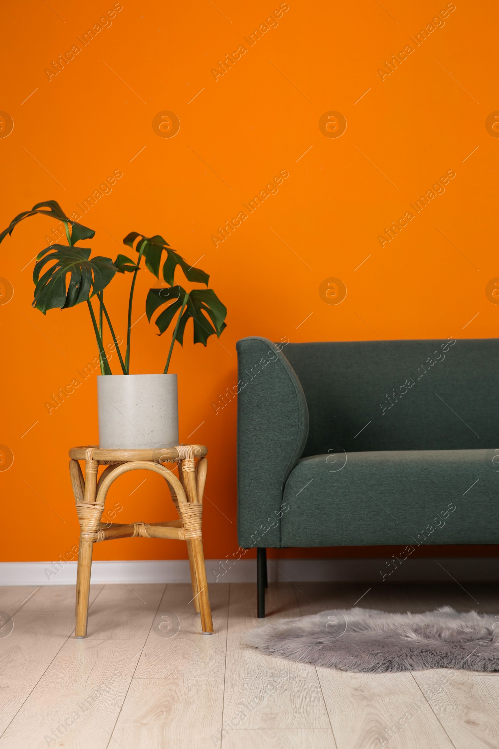 Photo of Stylish sofa and side table with green houseplant near orange wall indoors