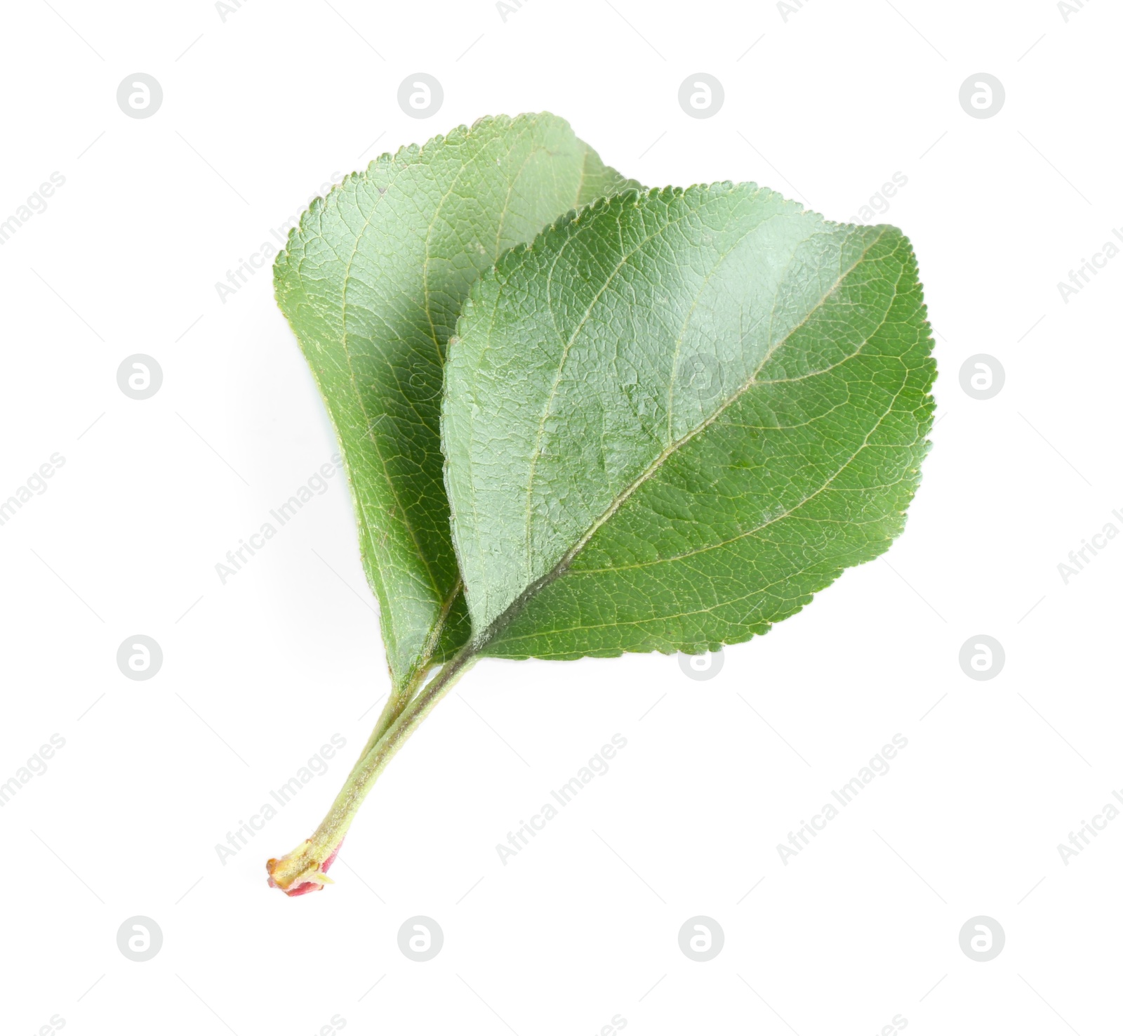 Photo of Fresh apple tree leaves isolated on white