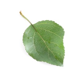 Photo of One fresh apple tree leaf isolated on white