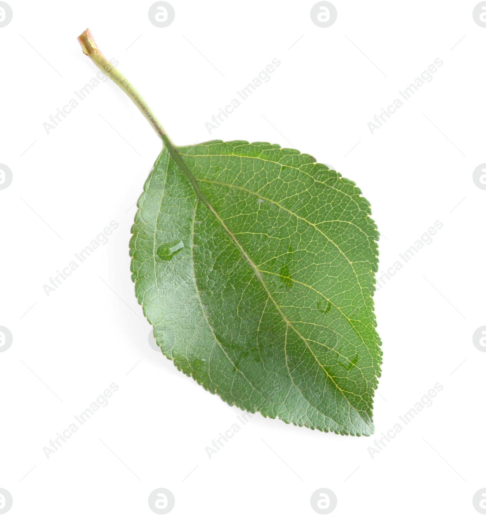 Photo of One fresh apple tree leaf isolated on white