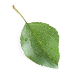 Photo of One fresh apple tree leaf isolated on white