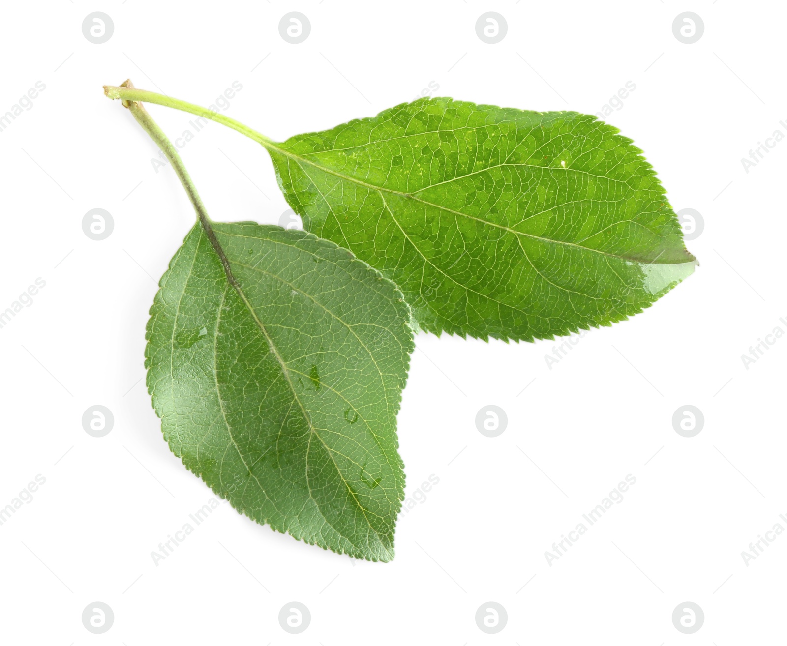 Photo of Fresh apple tree leaves isolated on white