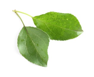 Photo of Fresh apple tree leaves isolated on white