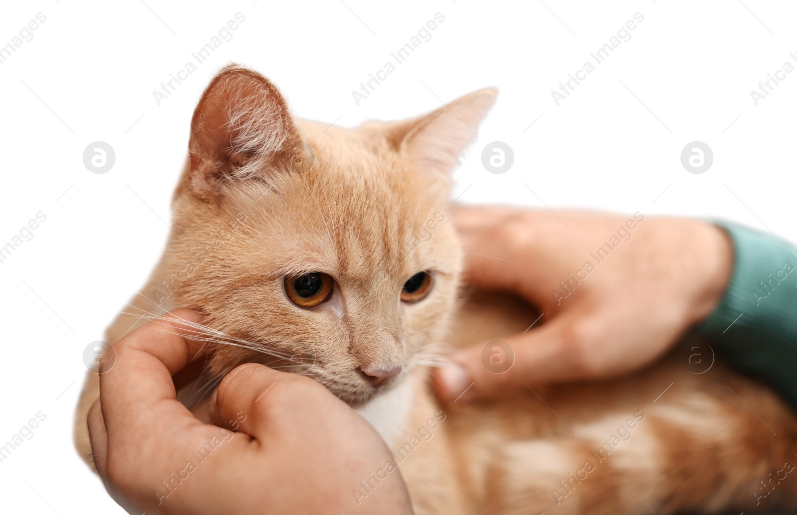 Photo of Man petting cute ginger cat on armchair at home, closeup