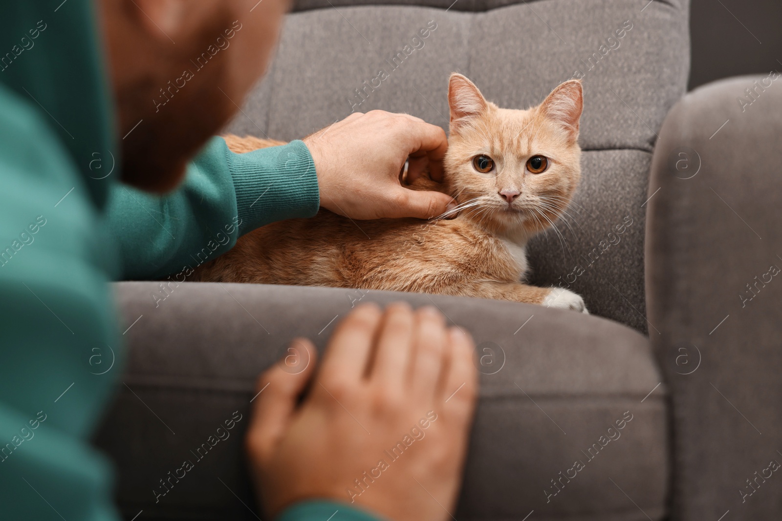 Photo of Man petting cute ginger cat on armchair at home, closeup