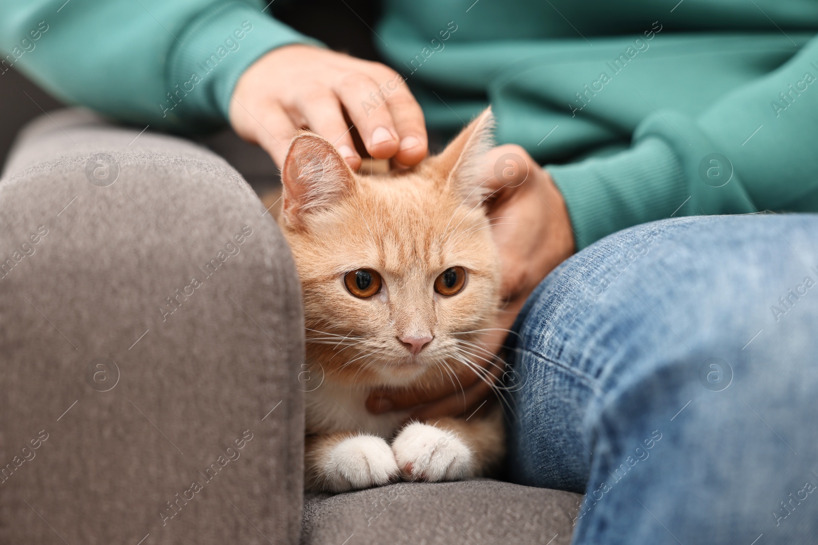 Photo of Man petting cute ginger cat on armchair at home, closeup