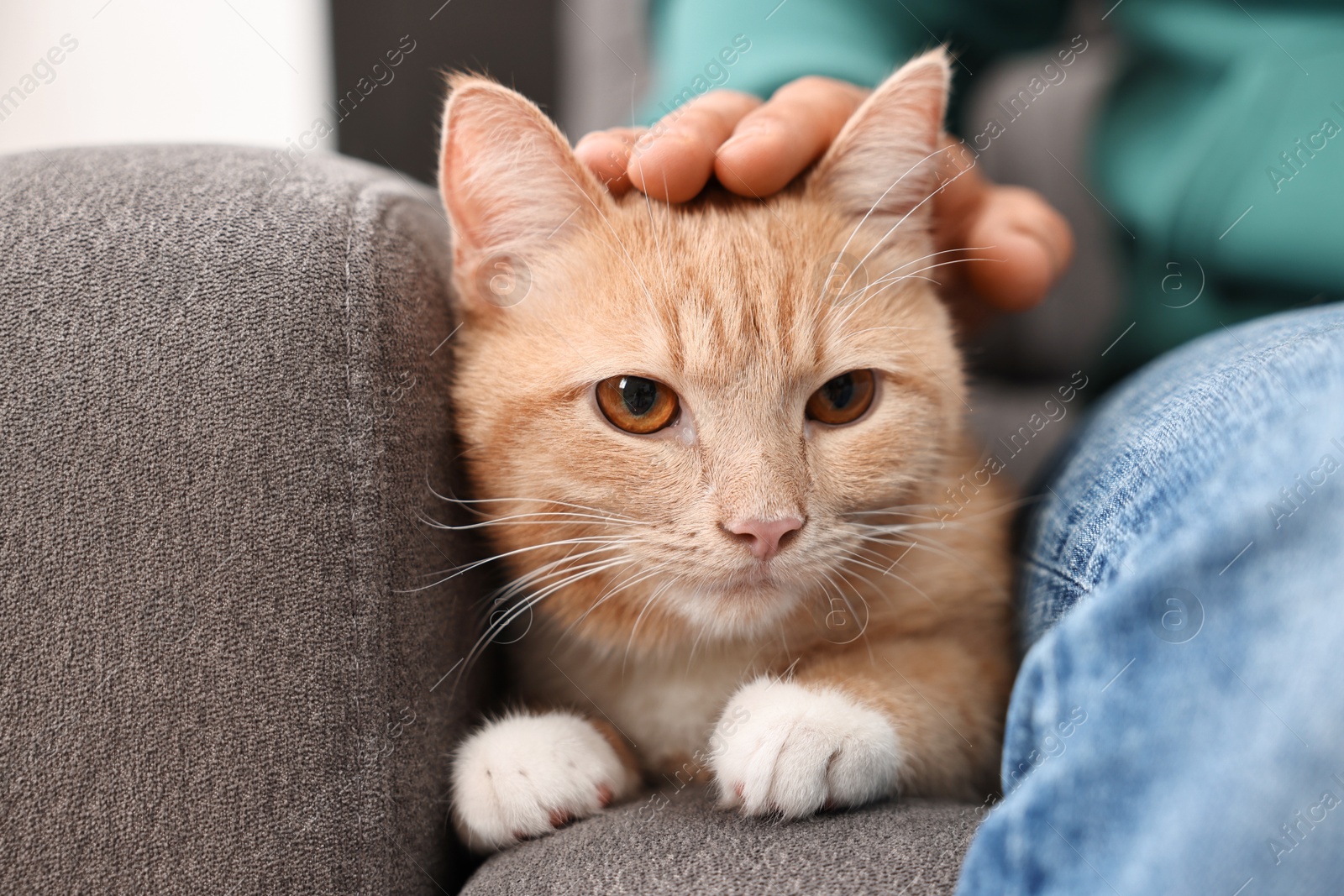 Photo of Man petting cute ginger cat on armchair at home, closeup