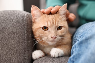 Man petting cute ginger cat on armchair at home, closeup