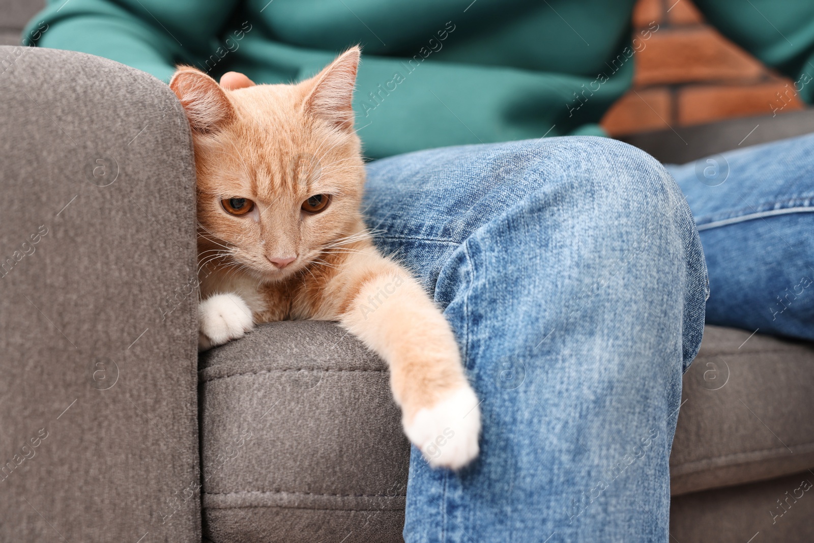 Photo of Man petting cute ginger cat on armchair at home, closeup