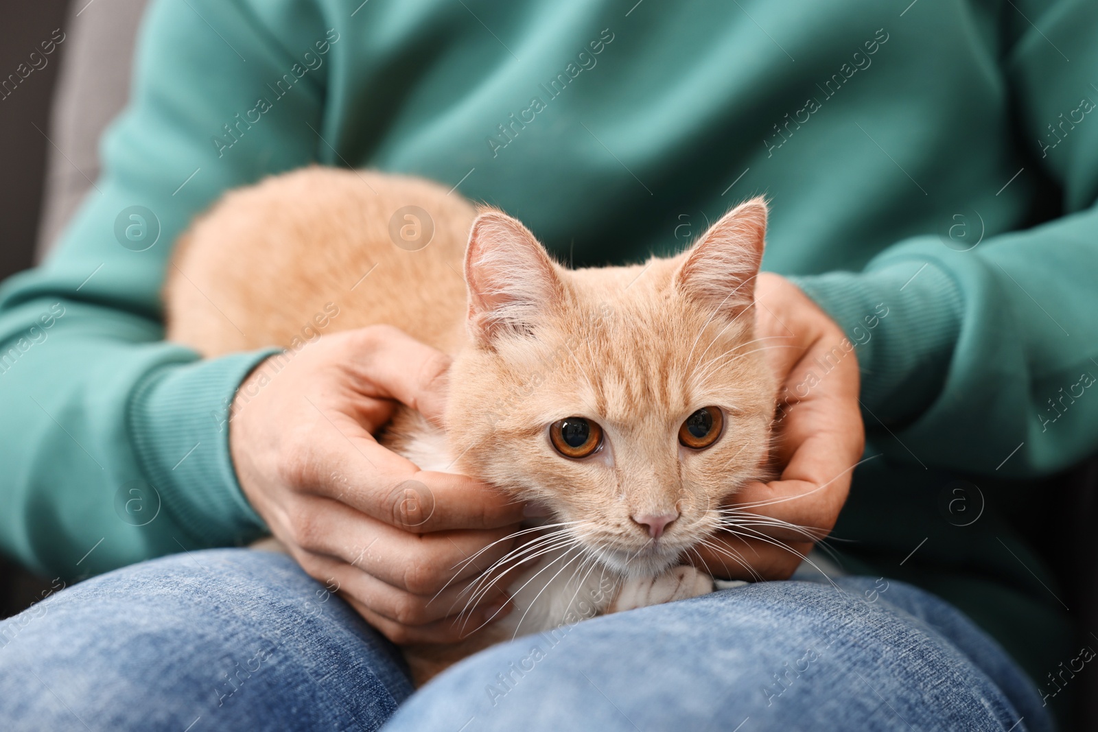 Photo of Man petting cute ginger cat on armchair at home, closeup