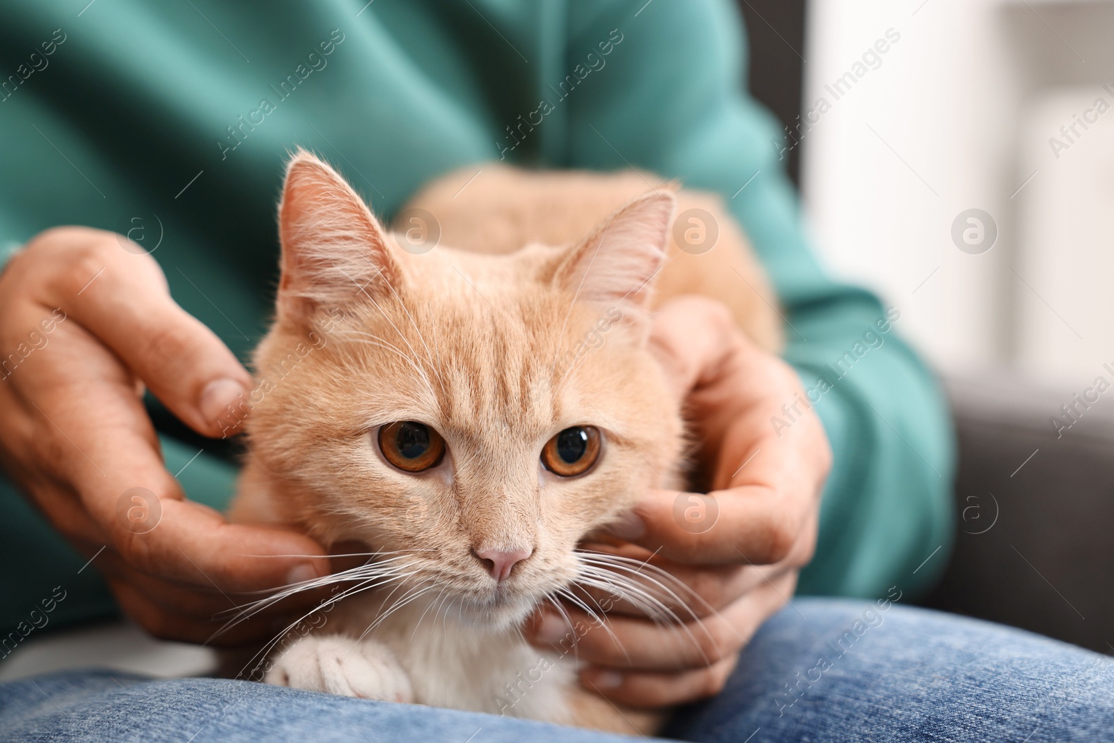 Photo of Man petting cute ginger cat on armchair at home, closeup