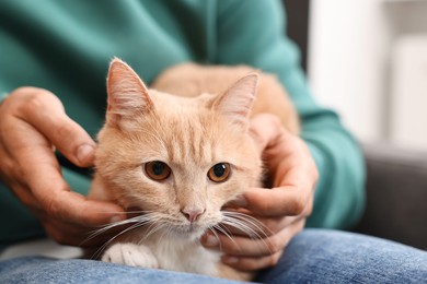 Man petting cute ginger cat on armchair at home, closeup