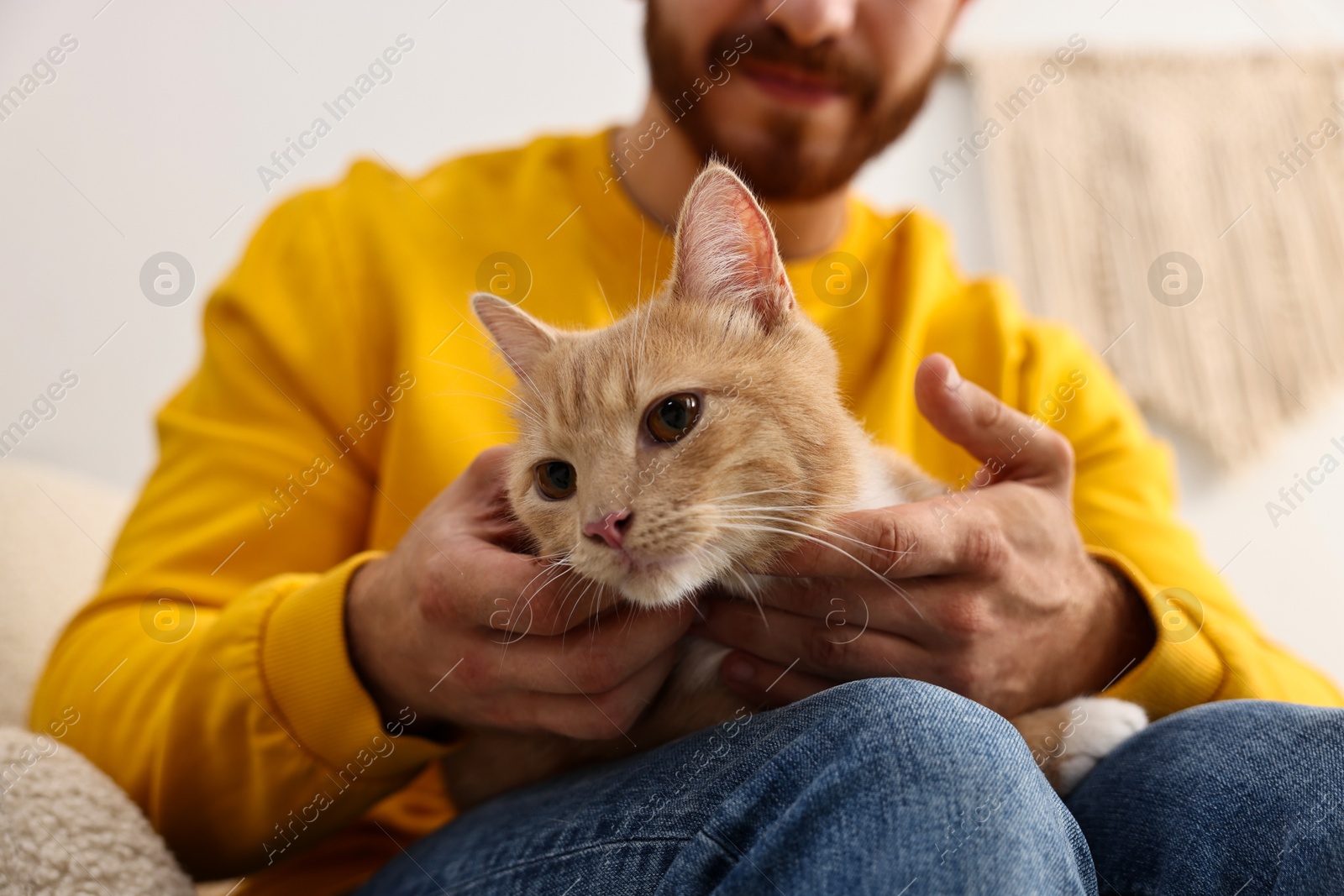 Photo of Man petting cute ginger cat on armchair at home, closeup