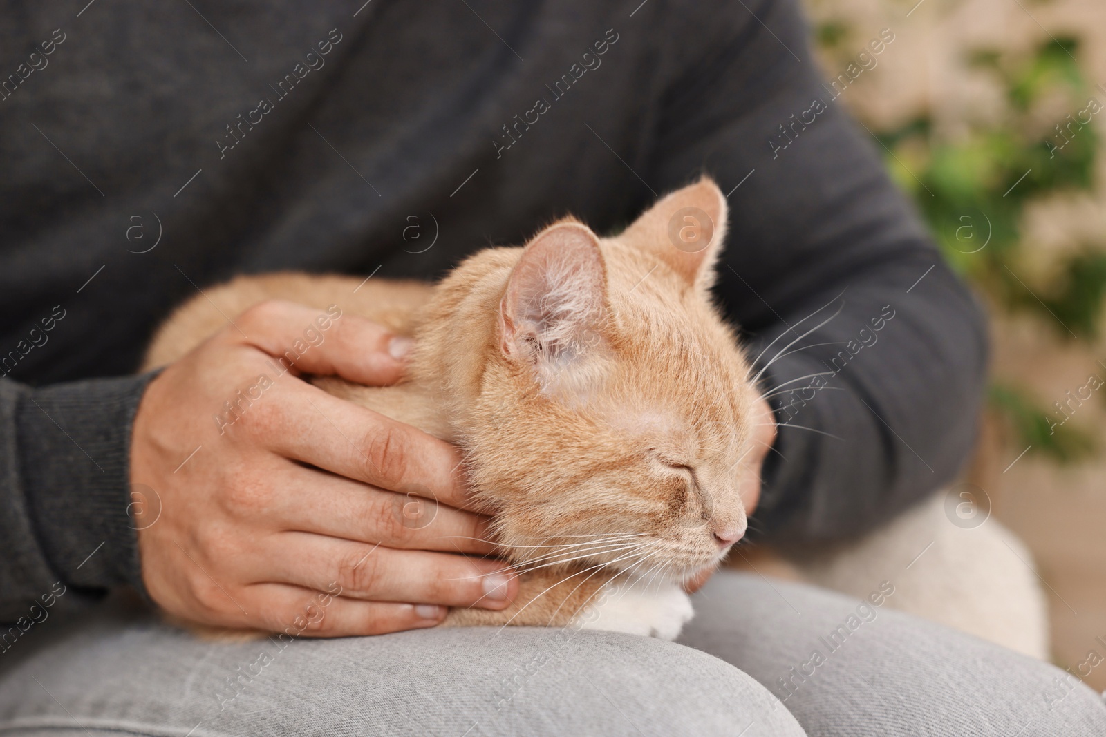 Photo of Man petting cute ginger cat on sofa at home, closeup