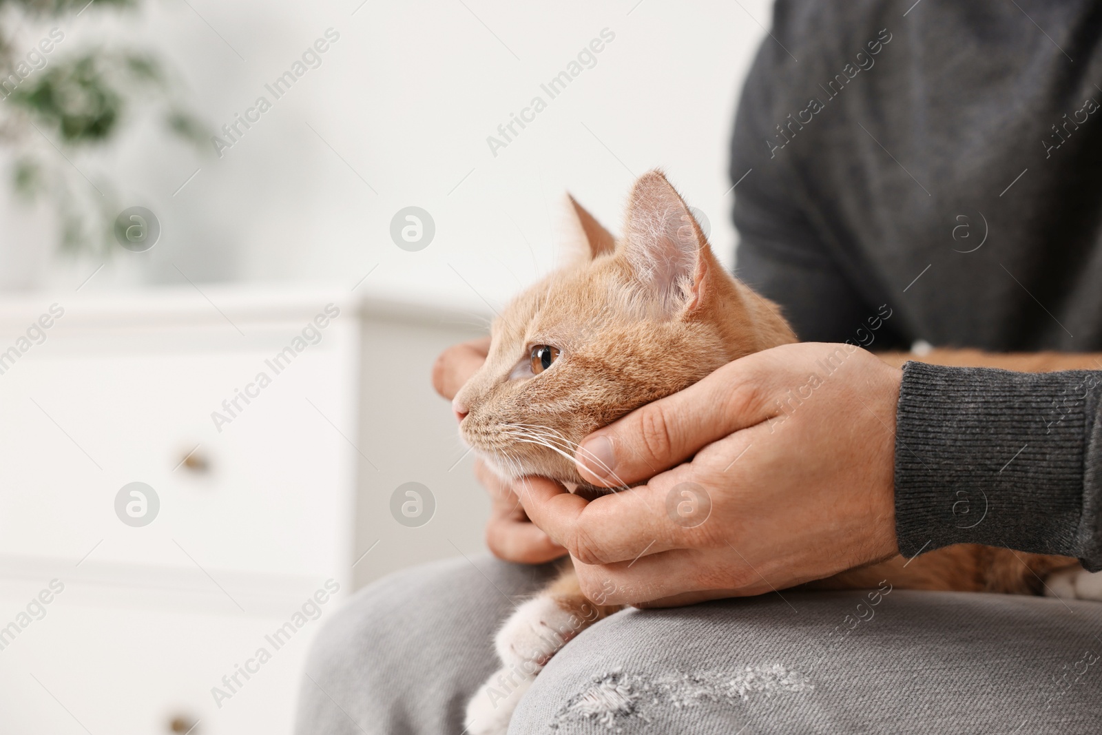 Photo of Man petting cute ginger cat on sofa at home, closeup. Space for text