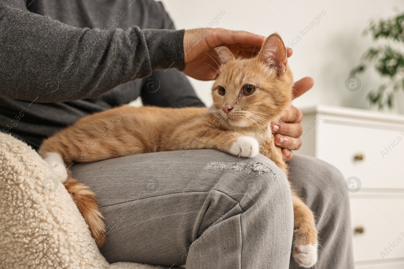 Photo of Man petting cute ginger cat on sofa at home, closeup