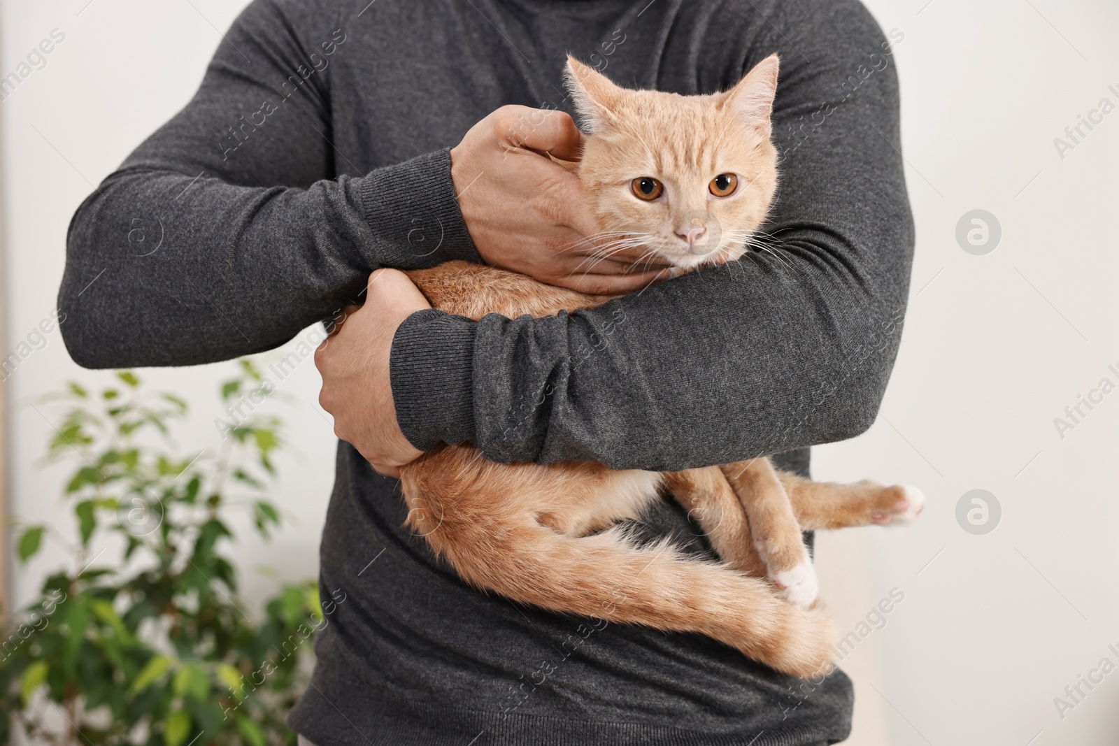 Photo of Man petting cute ginger cat at home, closeup