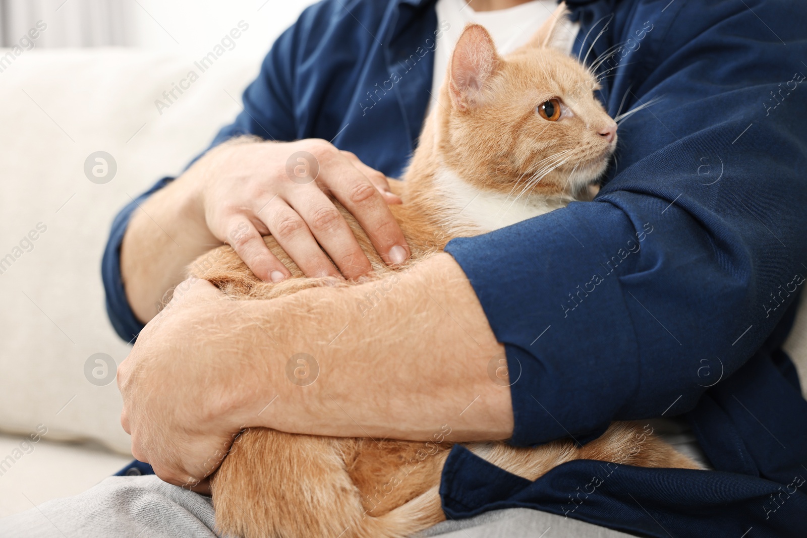 Photo of Man petting cute ginger cat on sofa at home, closeup