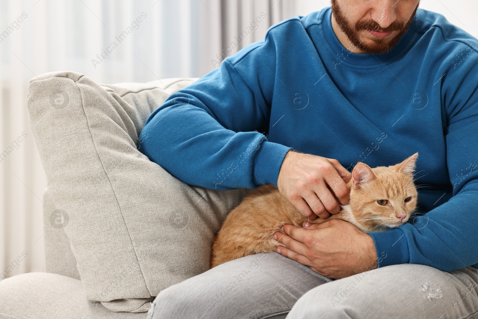 Photo of Man petting cute ginger cat on sofa at home, closeup