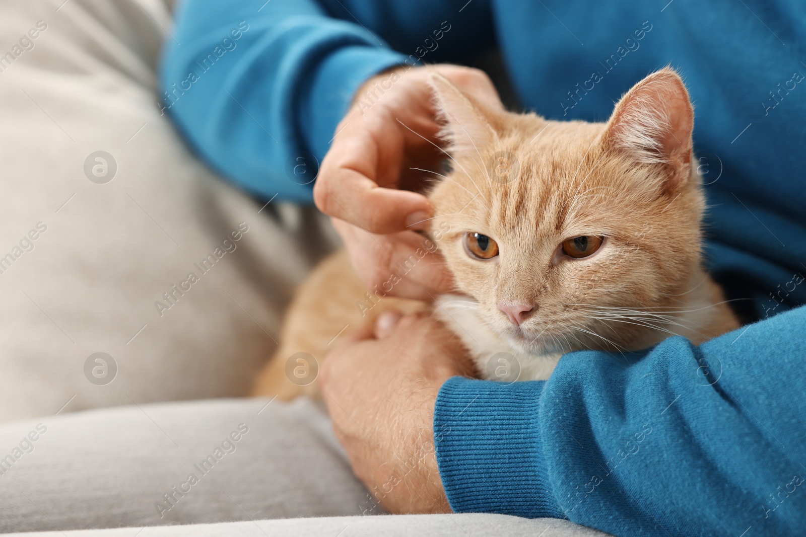 Photo of Man petting cute ginger cat on sofa at home, closeup