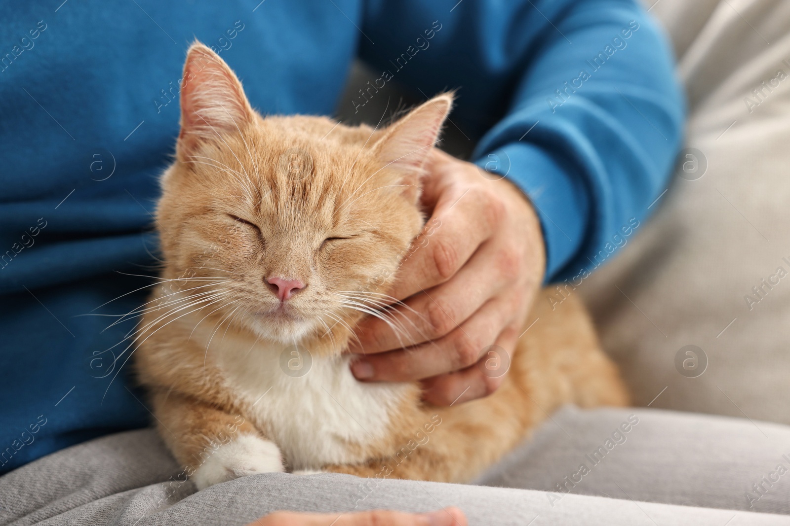 Photo of Man petting cute ginger cat on sofa at home, closeup